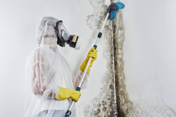Best Toxic Mold Removal  in Renova, MS