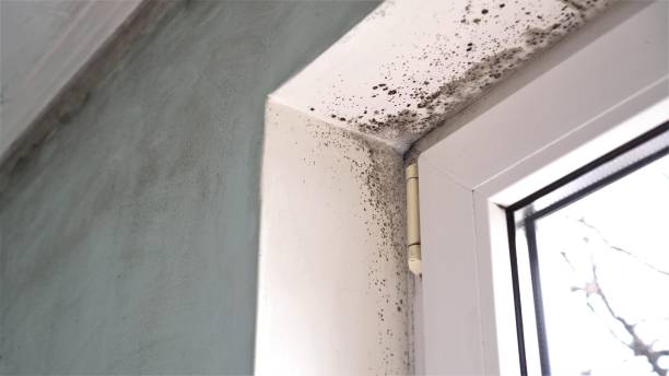 Mold Removal and Inspection in Renova, MS