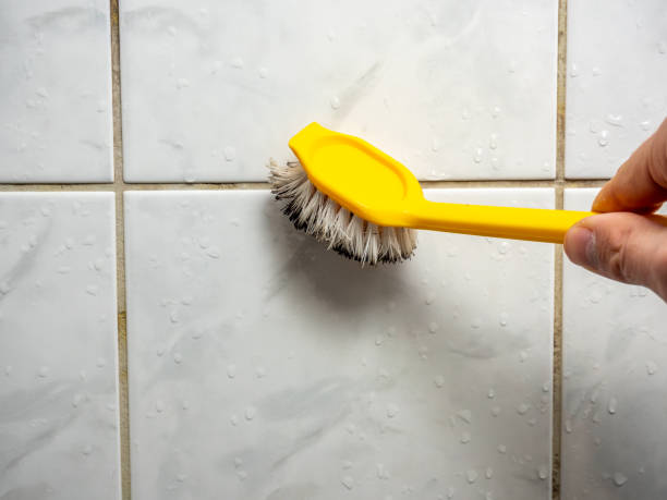 Professional Mold Removal in Renova, MS