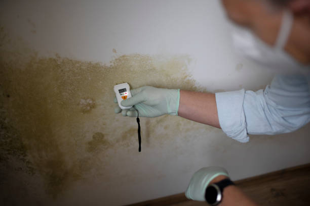 Best Best Mold Removal Companies  in Renova, MS