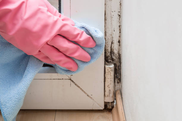 Best Certified Mold Removal  in Renova, MS
